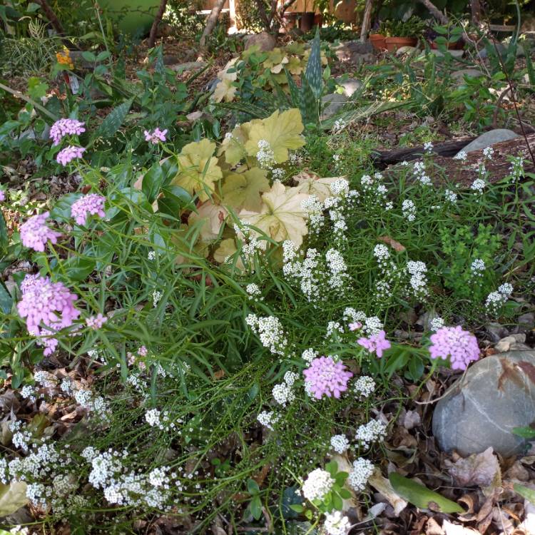 Plant image Iberis umbellata