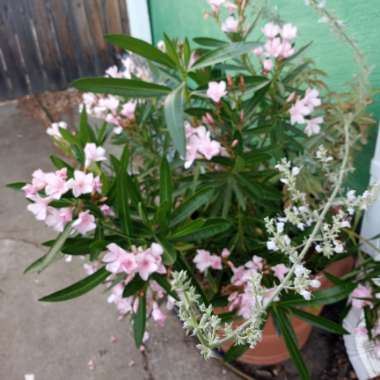 Nerium oleander