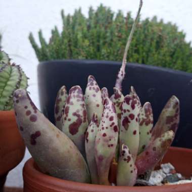 Adromischus Cooperi var. Festivus