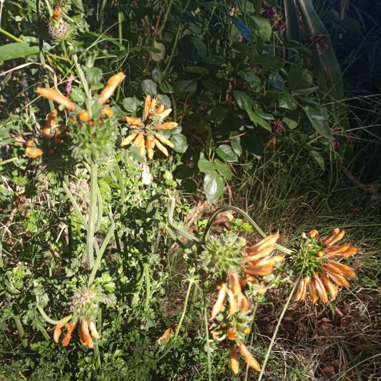 Plant image Leonotis leonurus