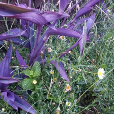 Tradescantia pallida