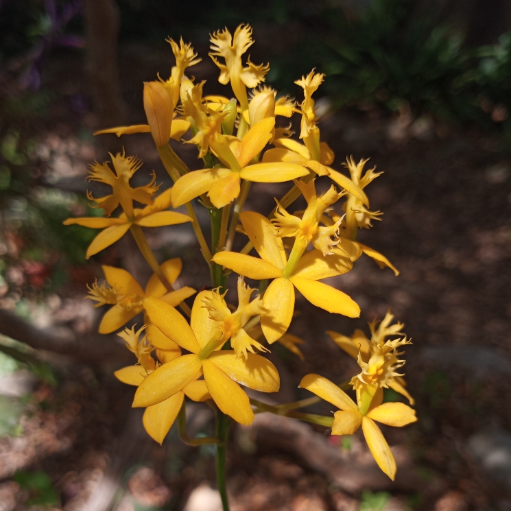 Plant image Epidendrum Radicans