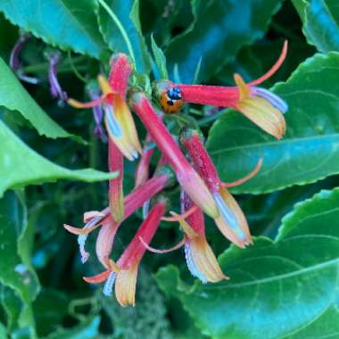 Lobelia Laxiflora