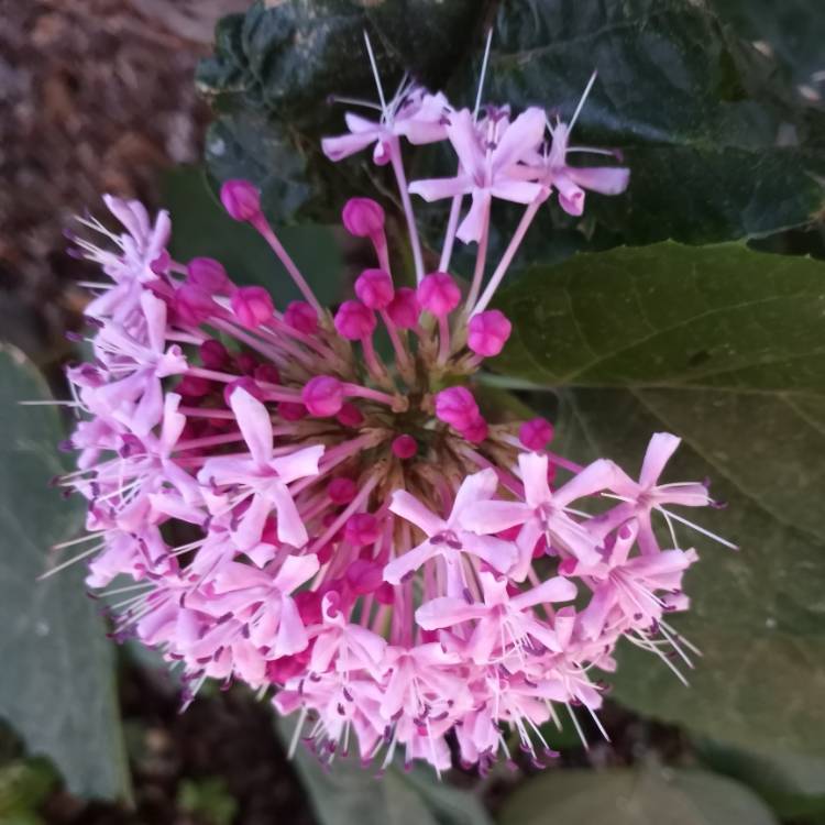 Plant image Clerodendrum bungei