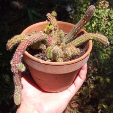 Echinopsis chamaecereus syn. Chamaecereus silvestrii