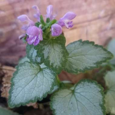 Lamium maculatum 'Orchid Frost'