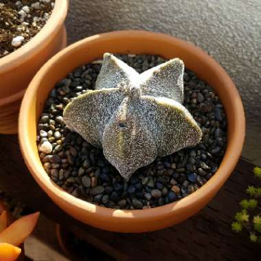 Astrophytum myriostigma