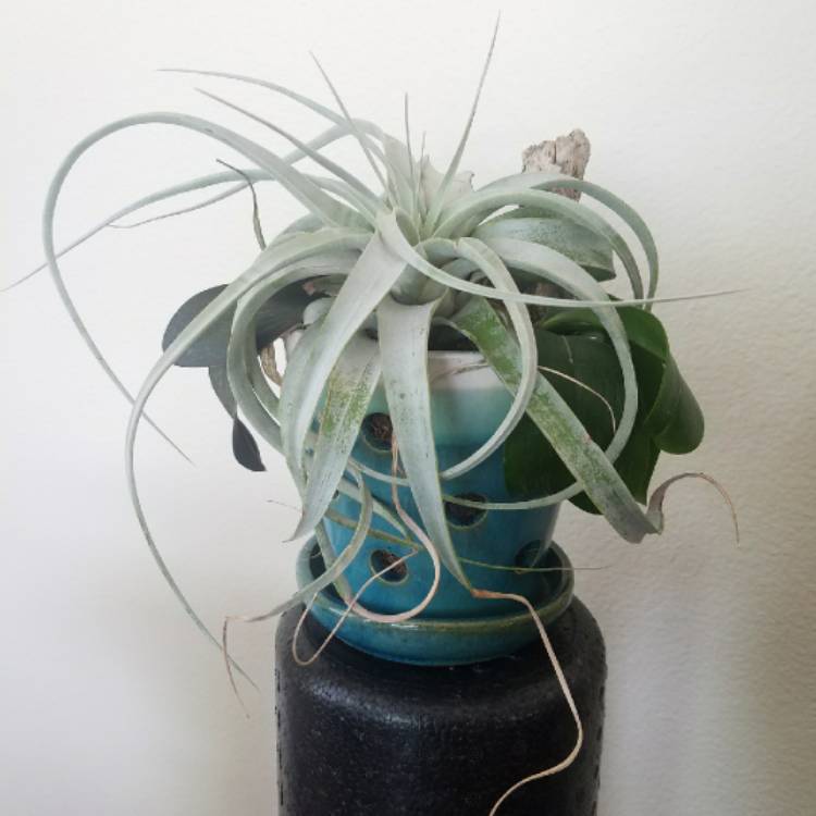 Plant image Tillandsia xerographica