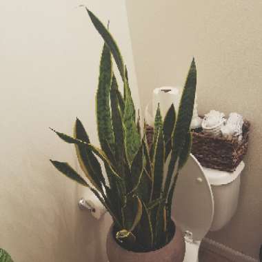 Sansevieria trifasciata