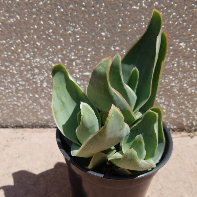 Plant image Aloe Striata