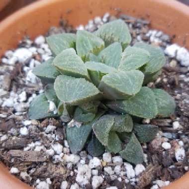 Haworthia