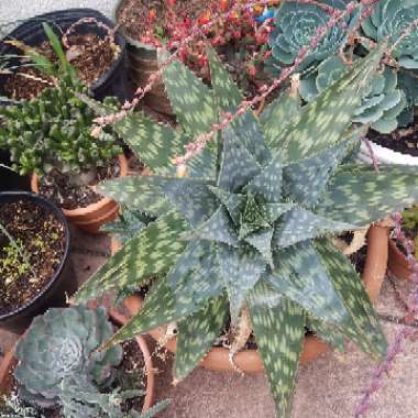 Aloe Maculata