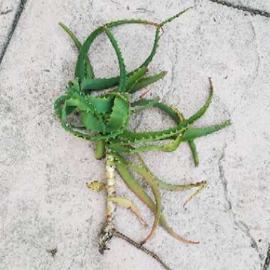 Aloe Arborescens