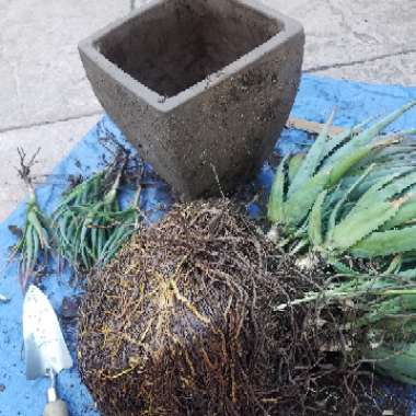 Aloe 'Blue Elf'