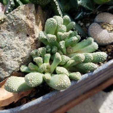 Titanopsis