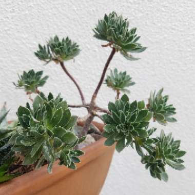 Aeonium simsii