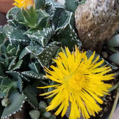 Faucaria tigrina