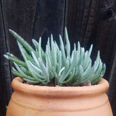 Senecio Scaposus