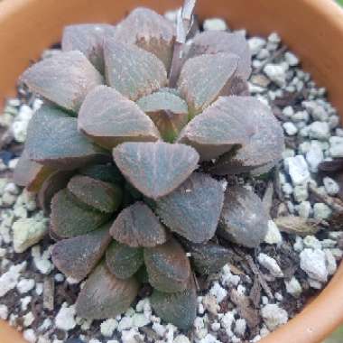 Haworthia Pygmaea var. Pygmaea