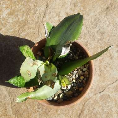 Sansevieria trifasciata 'Moonshine'