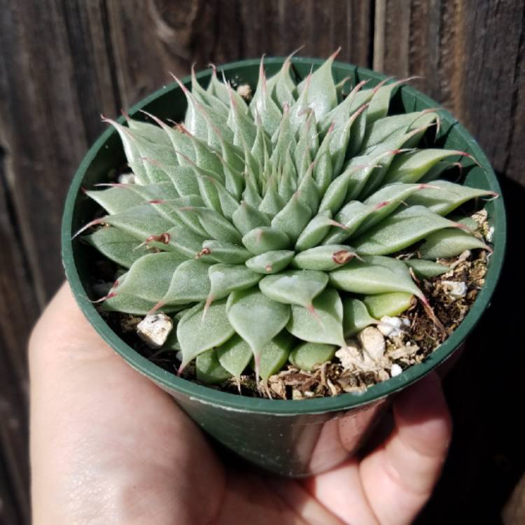 Plant image Graptopetalum Filiferum