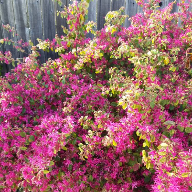 Plant image Loropetalum Chinense 'Rubrum'