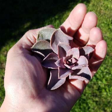 Echeveria Perle Von Nurnberg