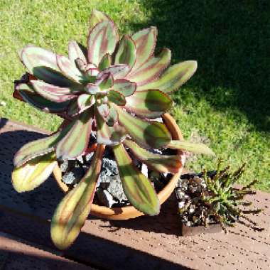 Echeveria Nodulosa