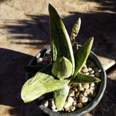 Gasteria 'Little Warty'