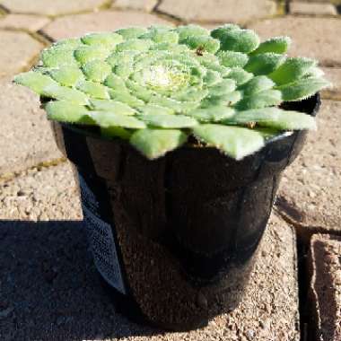 Aeonium Tabuliforme