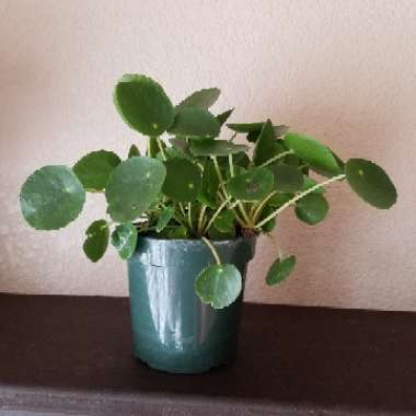 Pilea peperomioides