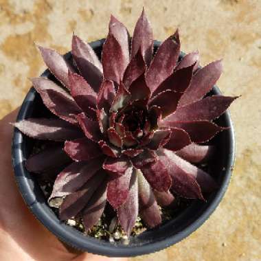 Sempervivum Viking