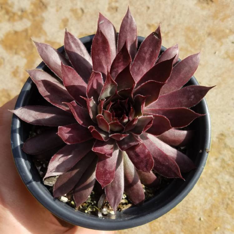 Plant image Sempervivum Viking