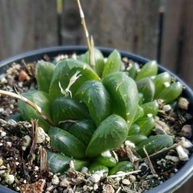 Haworthia truncata hybrid