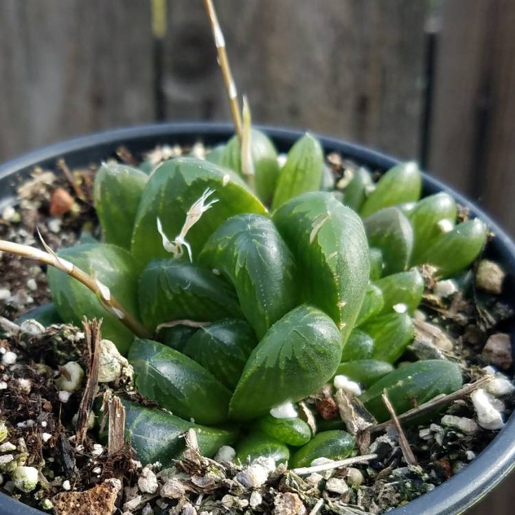 Plant image Haworthia truncata hybrid