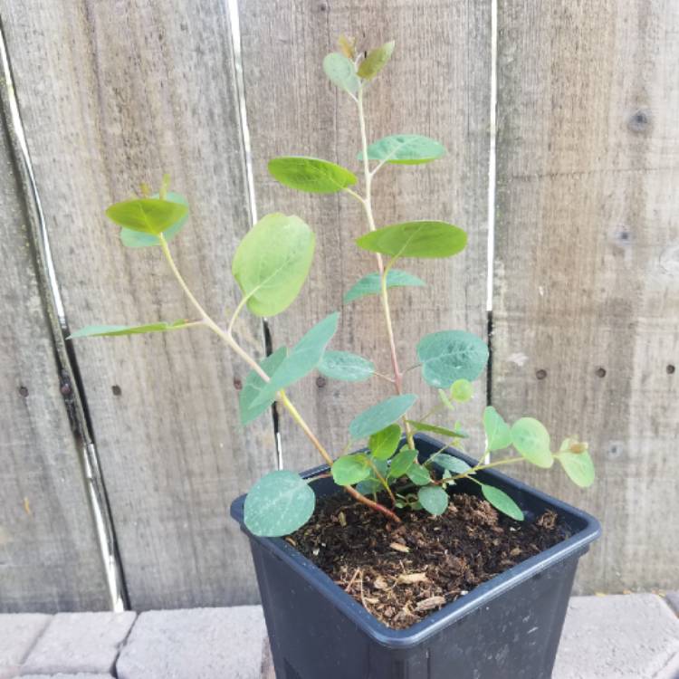 Plant image Eucalyptus cinerea subsp. cinerea