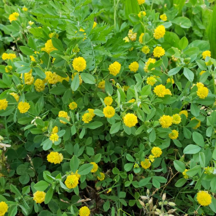 Plant image Trifolium dubium