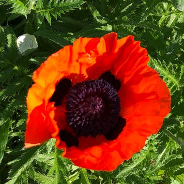 Oriental Poppy 'Brilliant'