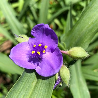 Spiderwort 'Purple Dome'