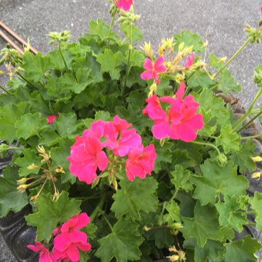 Cranesbill (Geranium)