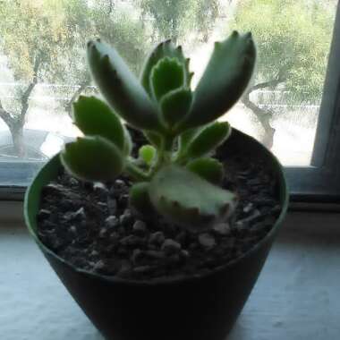 Cotyledon 'Bear Paws'