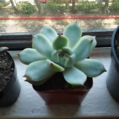 Echeveria 'Tippy'