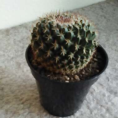 Cactus mystax