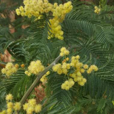 Acacia dealbata 'Gaulois Astier'