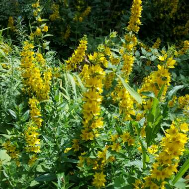 Large Yellow Loosestrife