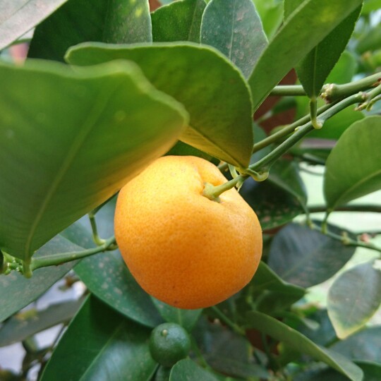 Citrus Japonica