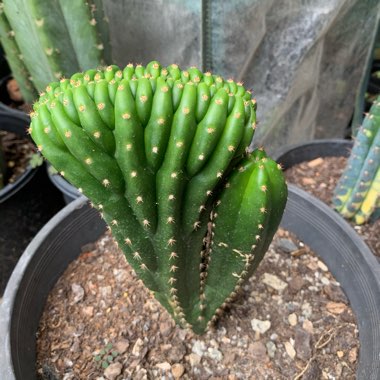 Trichocereus Cactus