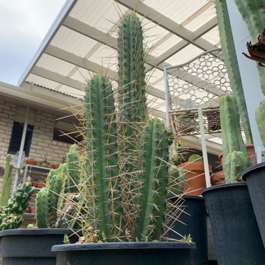 Trichocereus Cactus