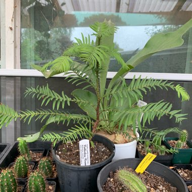 Wollemi Pine