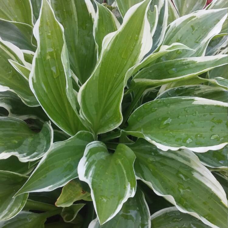 Plant image Hosta 'Blue Ivory'